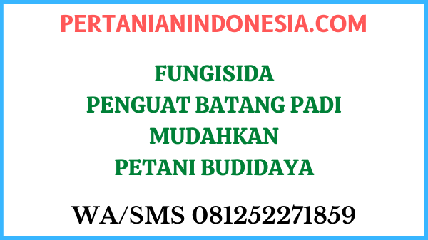 Fungisida Penguat Batang Padi Mudahkan Petani Budidaya
